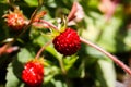 Macro close up of bright isolated red wild strawberry fruit fragaria vesca on plant with green leaves, blurred green background Royalty Free Stock Photo
