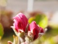 Macro close-up of bright pink \'Elstar\' apple blossom buds in the morning sunshine Royalty Free Stock Photo