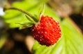 Macro close up of bright shining isolated wild red strawberry Fragaria vesca fruit hanging on a twig with green blurred leaves Royalty Free Stock Photo
