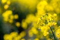 Macro close up of bright yellow rapeseed that is in full bloom. Rapeseed field, canola flowers close up. Rape on the field in Royalty Free Stock Photo