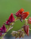 Macro close-up of budding Echeveria Afterglow succulent with Red buds Royalty Free Stock Photo