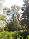 a macro close up of a bulrush at the riverside with lots of summer light beaming down upon it