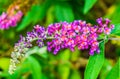 Macro close up of a butterfly bush branch with small tiny blooming flowers Royalty Free Stock Photo