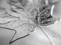 Macro close up of a pure Silver Bullion coin Royalty Free Stock Photo