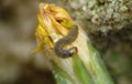 Macro close up caterpillar eating a dandelion plant photo taken in the UK Royalty Free Stock Photo