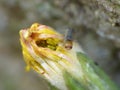 Macro close up caterpillar eating a dandelion plant photo taken in the UK Royalty Free Stock Photo
