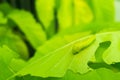 Macro close up Caterpillar, green worm on eaten green leaf Royalty Free Stock Photo