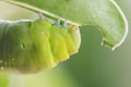 Macro close up Caterpillar, green worm. Royalty Free Stock Photo