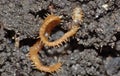 Macro close up of a centipede Lithobius forficatus found in the garden, United Kingdom