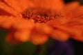 Macro close up of the centre of an orange gerbera flower with raindrops Royalty Free Stock Photo