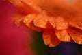 Macro close up of the centre of an orange yellow gerbera flower with raindrops Royalty Free Stock Photo