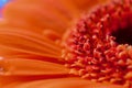 Macro close up of the centre of a red and orange gerbera petals Royalty Free Stock Photo