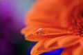 Macro close up of the centre of a red and orange gerbera petals Royalty Free Stock Photo