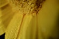 Macro close up of the centre of a yellow gerbera flower with raindrops Royalty Free Stock Photo