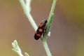 Cercopis Red and Black Froghopper , Cercopidae Royalty Free Stock Photo