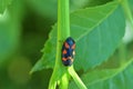 Cercopis Red and Black Froghopper , Cercopidae Royalty Free Stock Photo