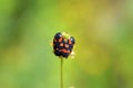 Mating couple of Cercopis sp. , Red and Black Froghopper , Cercopidae Royalty Free Stock Photo