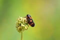 Mating couple of Cercopis sp. , Red and Black Froghopper , Cercopidae Royalty Free Stock Photo