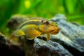 Macro close up of a Chinese Algae Eater Gyrinocheilus aymonieri in fish tank with blurred background Royalty Free Stock Photo