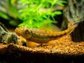 Macro close up of a Chinese Algae Eater Gyrinocheilus aymonieri in fish tank with blurred background