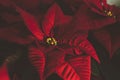 Dark close up on vibrant red Poinsettia Royalty Free Stock Photo