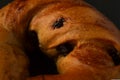 Macro close-up of cinnamon raisin bagel