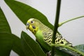 Macro close-up of classic green parakeet