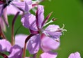 Macro close up closeup view to fireweed Chamaenerion angustifolium