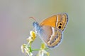 Coenonympha saadi , Persian heath butterfly