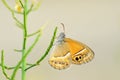 Coenonympha saadi , Persian heath butterfly on flower