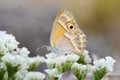 Coenonympha saadi , Persian heath butterfly on flower