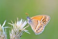 Coenonympha saadi , Persian heath butterfly on flower