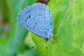 A macro close up of a holly blue butterfly at rest on a leaf