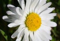 Macro close-up of a common daisy (bellis perennis) in the spring sunshine Royalty Free Stock Photo