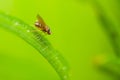 Macro close-up of a common fruit fly standing on a green leaf Royalty Free Stock Photo