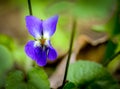 common violet (Viola odorata) with blurred background - also named wood violet, sweet violet, English violet,