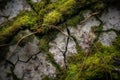 Macro Close-up of Cracked and Chipped Concrete Surface with Moss Growing