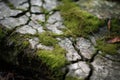 Macro Close-up of Cracked and Chipped Concrete Surface with Moss Growing