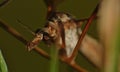 Macro close up crane fly daddy long legs photo taken in the UK Royalty Free Stock Photo