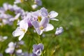 Macro close-up of Cuckoo flower or Lady\'s smock (Cardamine pratensis) Royalty Free Stock Photo