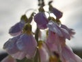 Macro close-up of Cuckoo flower or Lady\'s smock (Cardamine pratensis), backlit by the morning sun Royalty Free Stock Photo