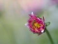 Macro close up of daisy on green soft toned background Royalty Free Stock Photo