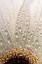 Macro close up of a daisy flower Royalty Free Stock Photo