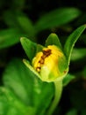 Macro Close Up of a Daisy Flower Bud