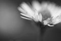 Macro close up of daisy head flower in blurred background isolated, creative floral springtime motif in black and white Royalty Free Stock Photo