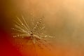 Macro close-up dandelion with water droplets Royalty Free Stock Photo