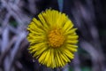 macro close up of a dandy lion flower in spring Royalty Free Stock Photo