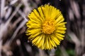 macro close up of a dandy lion flower in spring Royalty Free Stock Photo