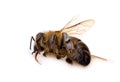 A macro close-up of a dead honey bee on a white background. Royalty Free Stock Photo