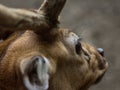 Macro Close-Up of Deer Eye and Antler in Natural Light Royalty Free Stock Photo